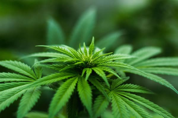 signs someone is addicted to weed