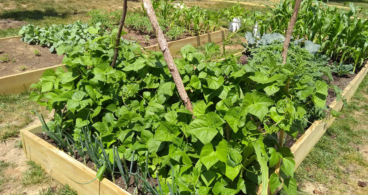 gardening therapy in addiction recovery